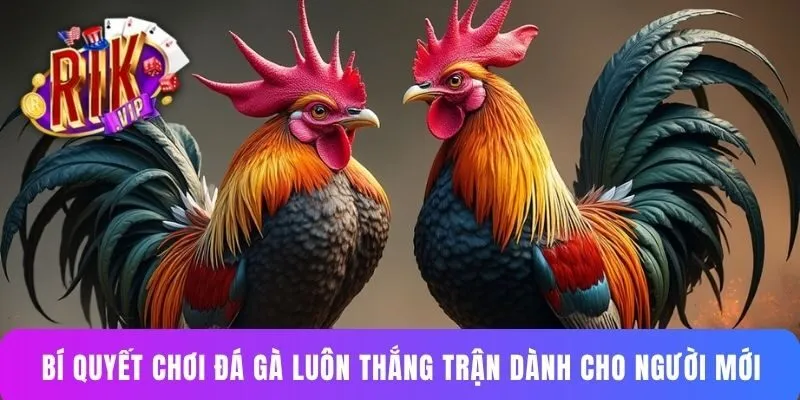 Bí quyết chơi đá gà luôn thắng trận dành cho người mới