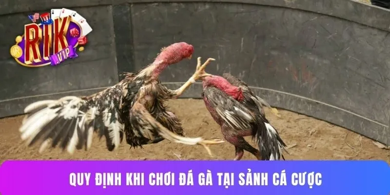 Quy định khi chơi đá gà tại sảnh cá cược