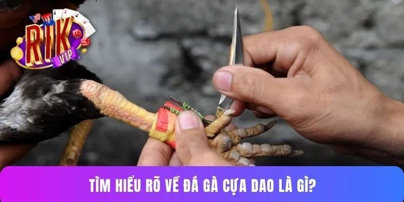 Tìm hiểu rõ về đá gà cựa dao là gì?